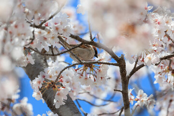 春の桜とスズメ「兵庫県」
