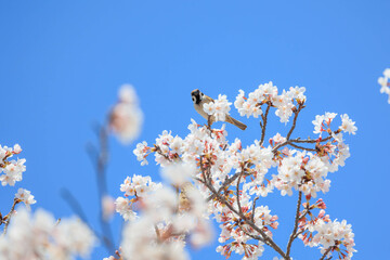 春の桜とスズメ「兵庫県」