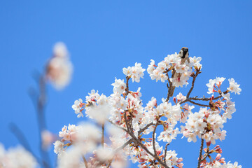 春の桜とスズメ「兵庫県」