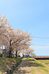 晴天での桜並木「兵庫県」