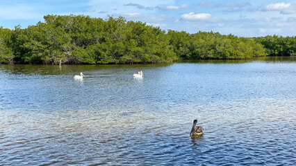 Florida lake with birds