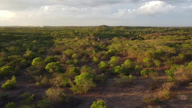 CAATINGA, VIDEO DE DRONE, DRONE NA CAATINGA, DRONE SOBREVOANDO A MATA, DRONE SOBREVOANDO FLORESTA, DRONE SOBREVOANDO A CAATINGA 
