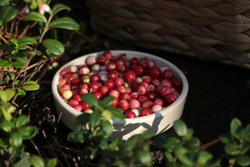 Bowl of delicious ripe red lingonberries outdoors