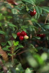 Tasty ripe lingonberries growing on sprig outdoors