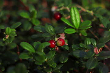 Tasty ripe lingonberries growing on sprig outdoors