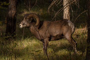 bighorn sheep ram in the forest