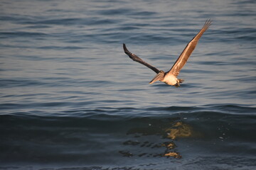 Fototapeta na wymiar Pelícano (Pelecanus onocrotalus) volando sobre bahía de Roca Blanca Oaxaca