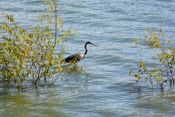 Great Blue Heron Fishing On Fox River At De Pere, Wisconsin, In Summer