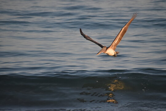 Pel&iacute;cano (Pelecanus onocrotalus) volando sobre bah&iacute;a de Roca Blanca Oaxaca