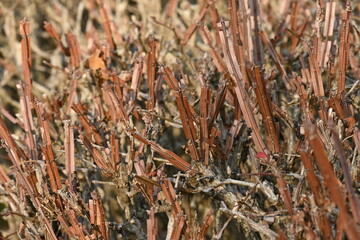 Corky wings of the Winged spindle ( Euonymus alatus ) tree. Celastracea diciduous shrub. The autumn foliage is wonderful as one of the world's three major autumn foliage trees.