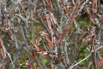 Corky wings of the Winged spindle ( Euonymus alatus ) tree. Celastracea diciduous shrub. The autumn foliage is wonderful as one of the world's three major autumn foliage trees.