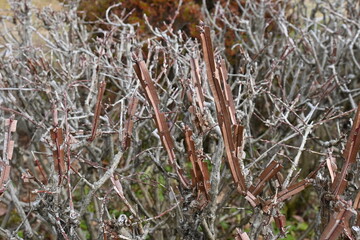 Corky wings of the Winged spindle ( Euonymus alatus ) tree. Celastracea diciduous shrub. The autumn foliage is wonderful as one of the world's three major autumn foliage trees.