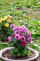 Fototapeta na wymiar 黄色と紫色のまん丸いキク科の花