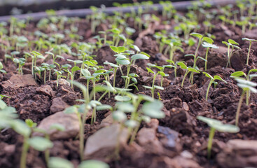 turnips starting to grow in a greenhouse