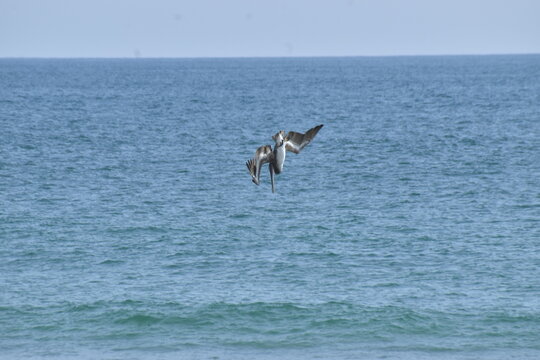 Pel&iacute;cano )Pelecanus onocrotalus) cayendo en picada sobre bah&iacute;a de Roca Blanca Oaxaca