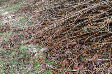 Pile of poplar branches on the ground