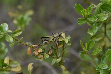 Chapulin llamativo (verde) sobre fondo verde