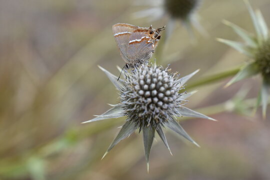 Mariposa sedosa gris sobre espino de burro