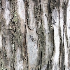 WOOD TEXTURE