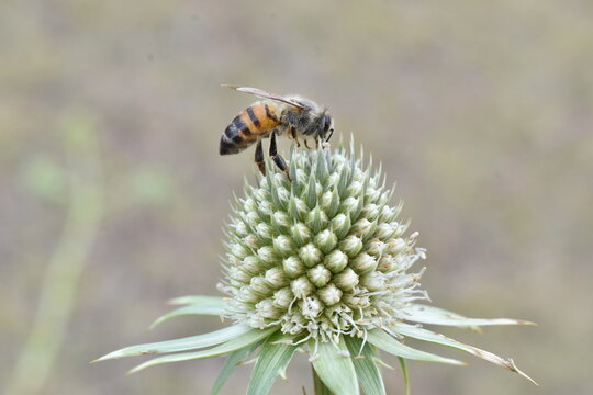 Abeja sobre espino de burro 