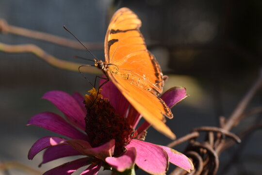 Mariposa Julia sobre flor rosa