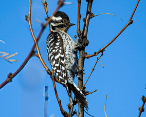 ladderback woodpecker