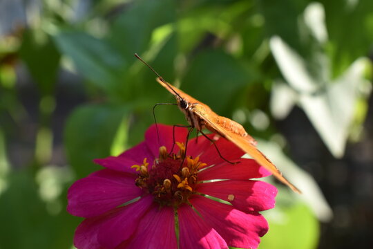 Mariposa Julia sobre flor rosa, se observa prob&oacute;scide