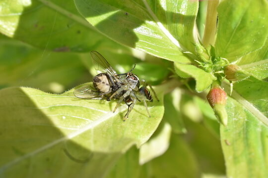 Ara&ntilde;a manchada de jardin devorando mosca sobre una hoja