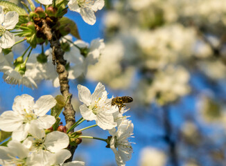 Bee on an apple tree flower