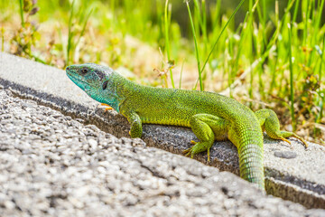 Green lizard