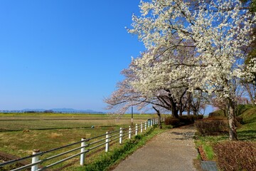 桜の花咲く散策路　田舎の風景