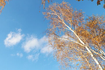 Beautiful tree with bright leaves against sky on autumn day, low angle view. Space for text