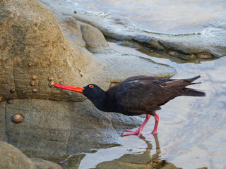 Sooty Oystercatcher Feeding