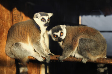 Two adorable ring-tailed lemurs on wooden bar in zoo
