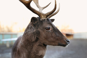 Brown stag with beautiful antlers in zoo, closeup