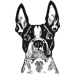 Boston Terrier dog black and white vector logo, line art hand drawn vector pets illustration