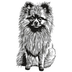 Pomeranian spitz dog hand drawn illustration, black and white vector pets logo line art