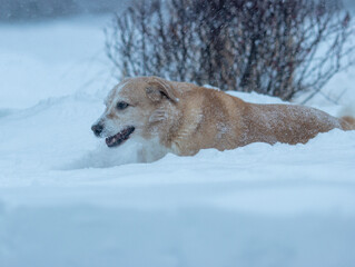 old brown and white dog in blizzard
