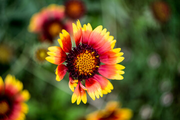 orange flower in the garden