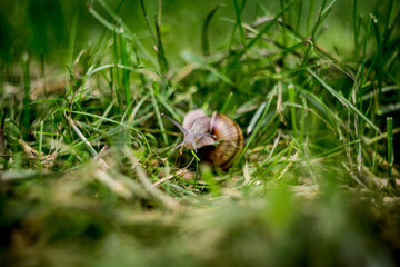 snail on the grass