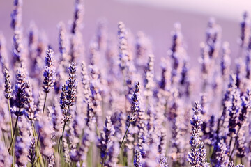 Field of purple lavender flowers close-up,