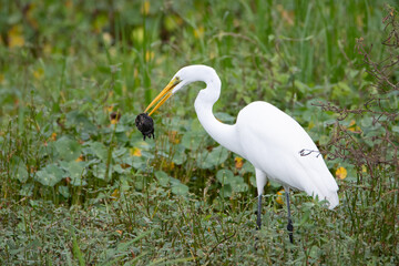 Great Egret with a turtle lunch