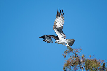 Osprey taking flight from a tree top