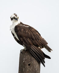 Osprey at Lake Opopka Florida on a pole