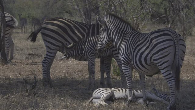 Plains Zebra (Equus quagga burchellii ) two females with calves, one resting and one suckling