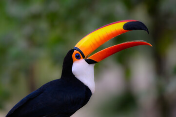 Toco Toucan with open beak closeup portrait on green background