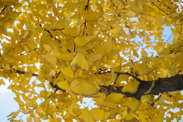 yellow leaves of ginkgo trees