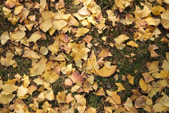 yellow leaves of ginkgo trees