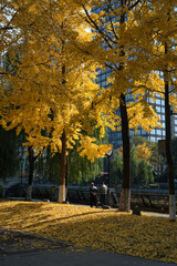 yellow leaves of ginkgo trees