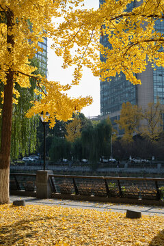 yellow leaves of ginkgo trees